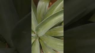 Foxtail agaveAgave attenuata Asparagaceac nature relaxingsound garden 😌😌 [upl. by Ahsikram]