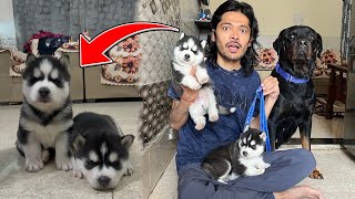 24 Hr with Husky puppies😍 Dog can talk 278  Rottweiler vs Husky cheeni ke puppy  Review reloaded [upl. by Casmey]