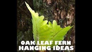 OAK FERN POTTING IDEAS Vlg 190 [upl. by Ahsirak]