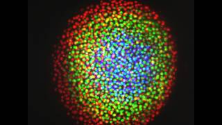 Mitosis in a Zebrafish embryo MultiView LSFM imaging with Lightsheet Z1 [upl. by Laurence296]