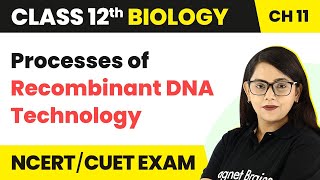 Processes of Recombinant DNA Technology  Class 12 Biology Chapter 11 202223 [upl. by Iarahs]