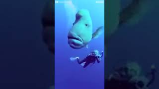 Humphead wrasse fishing short  Napoleon fish fish [upl. by Audri]