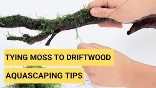 How to tie moss on Driftwood in Planted Aquarium Aquascaping Tips  ADA Moss Cotton Moss aquarium [upl. by Thunell]