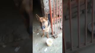 Three jarman sefferd dog lusi shrivalli and maayra trending viralvideo viralshorts jarman 😍 [upl. by Karlik]