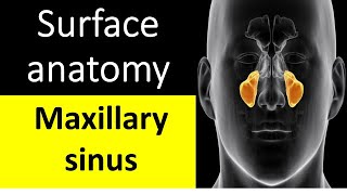 Surface anatomy of maxillary sinus [upl. by Ayar]