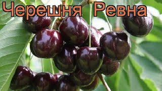 Черешня средний Ревна cerasus avium revna 🌿 черешня Ревна обзор как сажать саженцы черешни Ревна [upl. by Magdaia459]