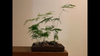 Creating a landscape bonsai using Plumosa Fern Asparagus Plumosus [upl. by Margret529]