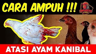 TERBUKTI Cara Ampuh Mengatasi Ayam Kanibal Joper Bangkok KUB AKA Ayam Kampung DLL [upl. by Acissej]