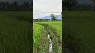 Beautiful Tamilnadu village  ytshorts  paddyfield naturelover greenary vivasayam  westernghats [upl. by Aynosal620]