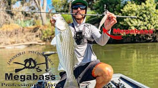 San Joaquin River Striper Fishing  BIG SWIMBAITS ONLY  Megabass Magdraft [upl. by Llerrehc]