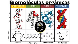 Biomoléculas presentes en células orgánicas carbohidratos lípidos proteínas y ácidos nucleicos [upl. by Elmina402]