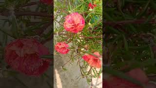 moss rose plant care and fertilizersflowers fruit [upl. by Nobie]