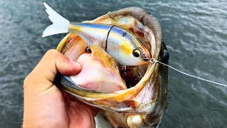 Youll NEVER Fish a Swimbait the same way after Watching THIS [upl. by Fabio96]