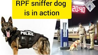 RPF sniffer dog is in action [upl. by Mulvihill]