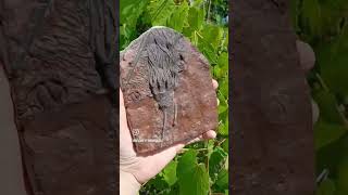 An Almost Alien Fossil  The Crinoid [upl. by Derf496]