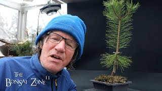 Pruning My Japanese Black Pine Seedling and its History The Bonsai Zone Jan 2024 [upl. by Launcelot585]