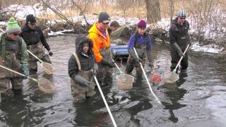 In the Field with Zoology 511 The Ecology of Fishes [upl. by Nylssej411]