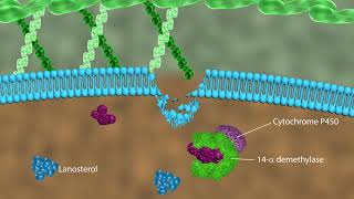 Mechanism of action of antifungal drugs [upl. by Nywrad]