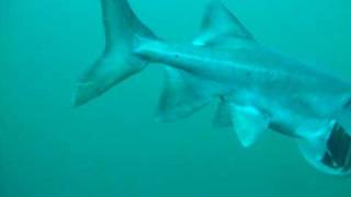 Paddlefish Feeding at Loch Low Minn Quarry Athens TN [upl. by Aynekat]