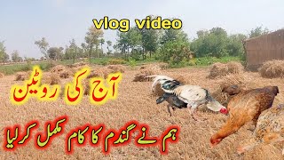 Aaj humne gandum mukumal kar li hai  Viral village video  jameel s vlog [upl. by Nnayhs356]