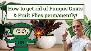 Getting rid of Fungus Gnats or Sciarid flies permanently [upl. by Rani]