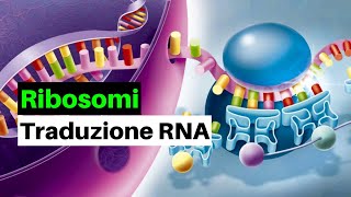 RIBOSOMI e TRADUZIONE dellmRNA negli EUCARIOTI [upl. by Alidus79]