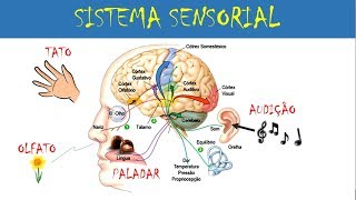 SISTEMA SENSORIAL  TATO OLFATO PALADAR e AUDIÇÃO [upl. by Virginie]