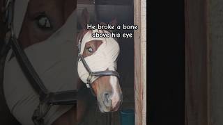 Horse ran into tree and miraculously survived equestrian horse accident healing [upl. by Eenalem]