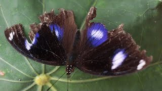 Sunning Eggfly hypolimnas bolina Chơn Thành Việt Nam  BLUE MOON BUTTERFLY [upl. by Eelta]