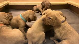 17th days old Hungarian Vizsla puppies [upl. by Ahseia424]