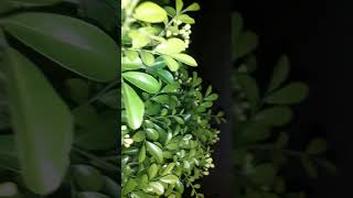 Jasmine plant youtube gardening ytstudioes garden soniyadav9772 [upl. by Sorvats]