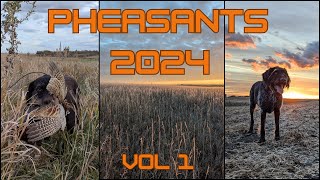 Pheasant Hunting Vol 1  2024 [upl. by Rehportsirhc566]