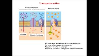 Lec431 Transporte umh1025 201516 [upl. by Toma875]