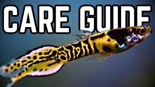 How To Easily Breed and Care For Endler Guppies Endlers Livebearers Care Guide [upl. by Atoked397]