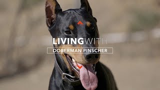 ALL ABOUT LIVING WITH DOBERMAN PINSCHERS [upl. by Eejan]