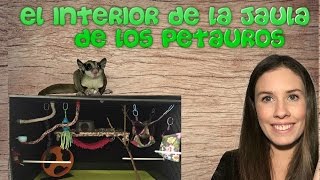 El interior de la jaula de los petaurossugar glider [upl. by Annahgiel]