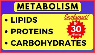 Metabolism of Lipid Carbohydrate Protein Beta oxidation of Fatty Acid Biochemistry Class 11 Biology [upl. by Kliment]