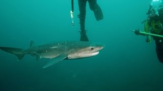 Divers Attempt to Tag Sevengill Sharks [upl. by Aroda]