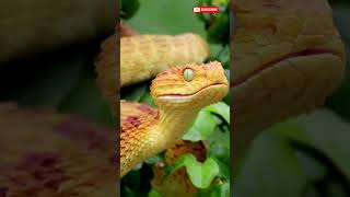 MINDBLOWING Secrets of Snake Island Revealed shorts snake [upl. by Oren]