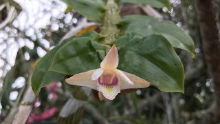 Dendrobium Platygastrium and Dendrobium Anceps blooms [upl. by Leahpar678]