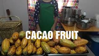 CACAO FERMENTATION PROCESS NO FERMENTATION NO CHOCOLATE [upl. by Eralcyram]