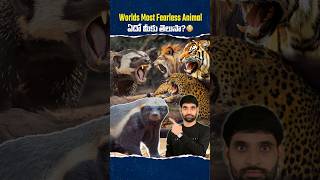 Worlds Most Fearless Animal ఇదేనట 😳 honeybadger shortsfeed shortsvideo shorts [upl. by Akimahc]