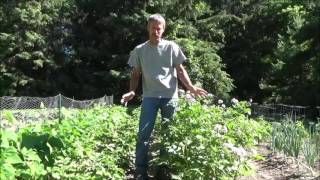 HOW TO GROW POTATOES Planting Growing Harvest Storage [upl. by Annagroeg975]