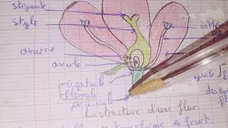 الحصة 2 دروس العلوم مباراة التعليم La Biologie règne végétal Nutrition minérale des plantes [upl. by Darrelle125]