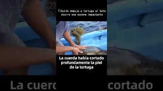 Tiburón empuja a tortuga al bote ocurre una escena impactante perro historiasreales perros [upl. by Jarid]