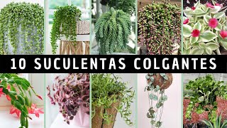 10 Suculentas COLGANTES 💚 [upl. by Sidney]