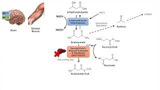 Ketone Body Metabolism  Ketolysis  Transport Absorption and Catabolism [upl. by Ralyks]