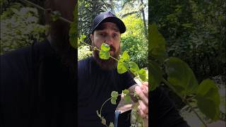 Foraging Wild Mint Yerba Buena Clinopodium douglasii is wild mint edible foraging wildedibles [upl. by Roswell84]