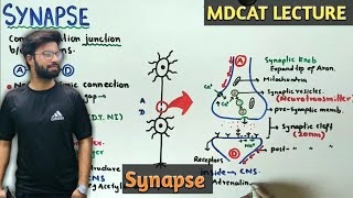 Synapse  NMDCAT 2021  Neurotransmitters [upl. by Geordie857]