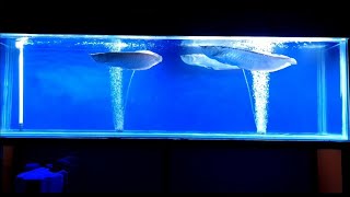 Arowana Fishtank Tips [upl. by Eelyk419]